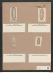 Navicula lineata Dnk. (de-Toni-Nr.: Genus 1) Zeichnungen Sammlung Grunow Nr. 1349 (NHMW-BOT-W0368287)